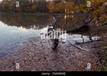 Branche d'arbre dans l'eau sur la rive du lac. Banque D'Images