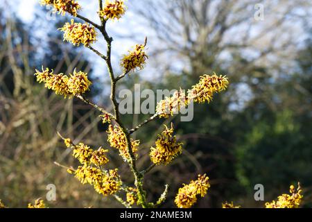 Fleurs d'hiver parfumées de noisette sorcière également connu sous le nom de Hamamelis dans un jardin britannique en février Banque D'Images