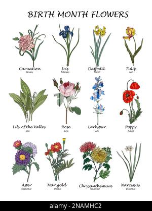 Ensemble d'illustrations vectorielles colorées fleurs du mois de naissance. Illustration de Vecteur