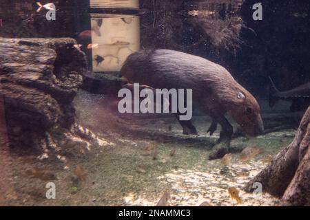 Capybara animal exotique rongeur nageant sous l'eau dans une forêt tropicale inondée Banque D'Images