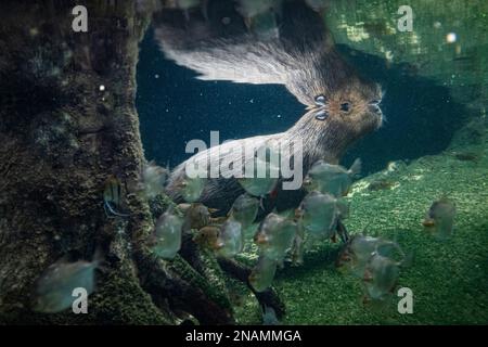 Capybara rongeur nage sous l'eau dans une rivière tropicale avec eau de réflexion Banque D'Images