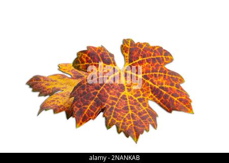 Vue en grand angle des feuilles de raisin sec colorées isolées sur fond blanc avec passe-cheveux. Le travailleur doit récolter les raisins lorsque les feuilles se tournaient Banque D'Images