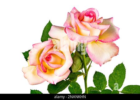 Vue latérale des roses roses fleuris avec des feuilles vertes isolées sur fond blanc avec un chemin de coupure. Banque D'Images