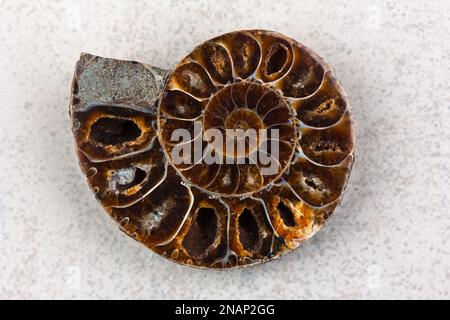 Une moitié polie d'ammoniac fossile sur fond gris Banque D'Images