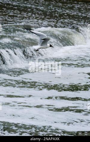 Un mouette volant au-dessus d'une cascade. Photo de haute qualité Banque D'Images