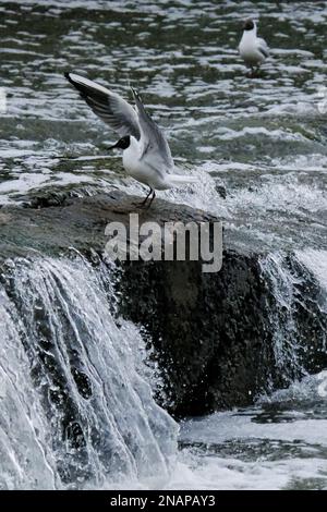 Un mouette volant au-dessus d'une cascade. Photo de haute qualité Banque D'Images