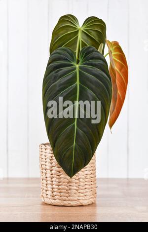 Maison tropicale 'Philodendron Melanochrysum' avec de longues feuilles de velours dans un pot de fleurs sur la table Banque D'Images