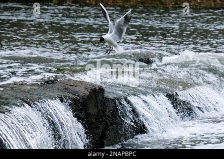 Un mouette volant au-dessus d'une cascade. Photo de haute qualité Banque D'Images