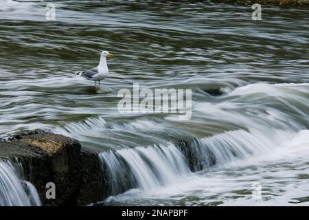 Un mouette volant au-dessus d'une cascade. Photo de haute qualité Banque D'Images