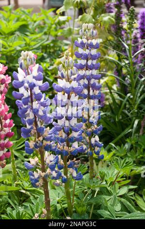 Bleu Lupin Gallery Bleu Banque D'Images