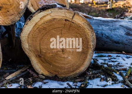 La pièce coupée de billes épaisses reposant sur le sol. L'abattage de vieux arbres malades. Couper un arbre frais en hiver dans la rue. Banque D'Images