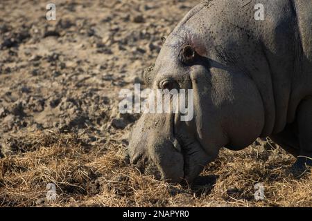 L'hippopotame commun, l'hippopotame amphibius, ou hippopotame, est un grand, surtout herbivore, Mammifère semi-aquatique natif de l'Afrique subsaharienne Banque D'Images