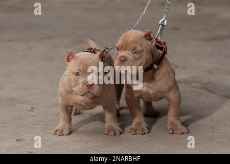 Deux chiots américains Bully avec des colliers et des chaînes, debout regardant la caméra Banque D'Images