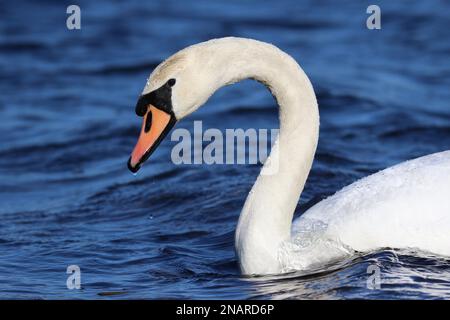 Muet cygne Cygnus color nageant sur un lac bleu en hiver gros plan sur la tête et le cou Banque D'Images