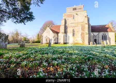 Damerham, Fordingbridge, Hampshire, Angleterre, Royaume-Uni, 13th février 2023 : tapis de chasse-neige (Galanthus nivalis) le cimetière de l'église de Saint-Georges par temps printanier avec ciel bleu et soleil chaud. Crédit : Paul Biggins/Alamy Live News Banque D'Images