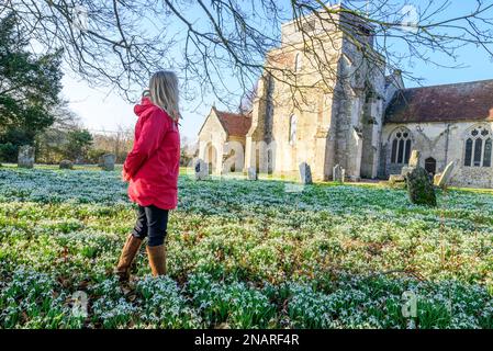 Damerham, Fordingbridge, Hampshire, Angleterre, Royaume-Uni, 13th février 2023 : tapis de chasse-neige (Galanthus nivalis) le cimetière de l'église de Saint-Georges par temps printanier avec ciel bleu et soleil chaud. Crédit : Paul Biggins/Alamy Live News Banque D'Images