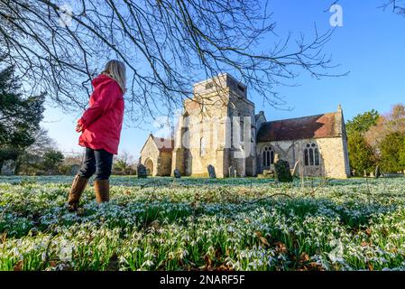 Damerham, Fordingbridge, Hampshire, Angleterre, Royaume-Uni, 13th février 2023 : tapis de chasse-neige (Galanthus nivalis) le cimetière de l'église de Saint-Georges par temps printanier avec ciel bleu et soleil chaud. Crédit : Paul Biggins/Alamy Live News Banque D'Images