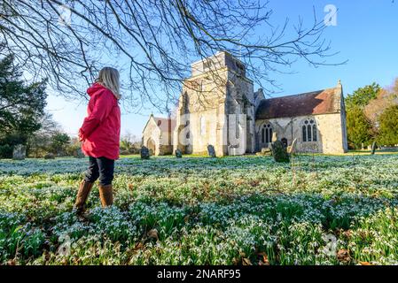 Damerham, Fordingbridge, Hampshire, Angleterre, Royaume-Uni, 13th février 2023 : tapis de chasse-neige (Galanthus nivalis) le cimetière de l'église de Saint-Georges par temps printanier avec ciel bleu et soleil chaud. Crédit : Paul Biggins/Alamy Live News Banque D'Images