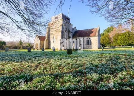 Damerham, Fordingbridge, Hampshire, Angleterre, Royaume-Uni, 13th février 2023 : tapis de chasse-neige (Galanthus nivalis) le cimetière de l'église de Saint-Georges par temps printanier avec ciel bleu et soleil chaud. Crédit : Paul Biggins/Alamy Live News Banque D'Images