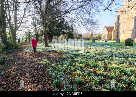 Damerham, Fordingbridge, Hampshire, Angleterre, Royaume-Uni, 13th février 2023 : tapis de chasse-neige (Galanthus nivalis) le cimetière de l'église de Saint-Georges par temps printanier avec ciel bleu et soleil chaud. Crédit : Paul Biggins/Alamy Live News Banque D'Images