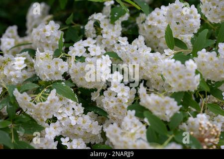 White spiraea Meadowsudes bush en fleur. Bourgeons et fleurs blanches de germander Meadowsweet. Arrière-plan délicat avec petites fleurs blanches Banque D'Images