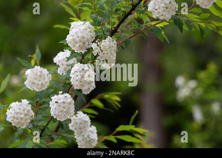 White spiraea Meadowsudes bush en fleur. Bourgeons et fleurs blanches de germander Meadowsweet. Arrière-plan délicat avec petites fleurs blanches Banque D'Images