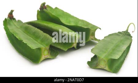 Haricots blancs frais et biologiques sur fond blanc Banque D'Images