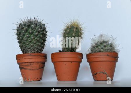 Un trio de cactus miniatures cultivés en pots de terre cuite individuels sur fond blanc avec espace de copie Banque D'Images