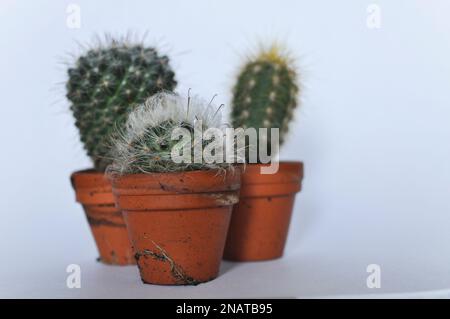 Un trio de cactus miniatures cultivés en pots de terre cuite individuels sur fond blanc avec espace de copie Banque D'Images