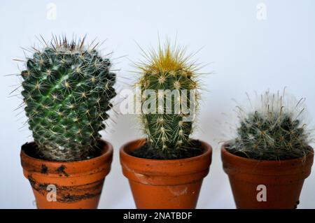 Un trio de cactus miniatures cultivés en pots de terre cuite individuels sur fond blanc avec espace de copie Banque D'Images