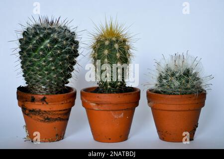 Un trio de cactus miniatures cultivés en pots de terre cuite individuels sur fond blanc avec espace de copie Banque D'Images