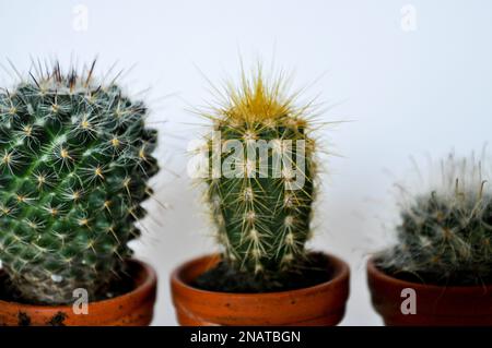 Un trio de cactus miniatures cultivés en pots de terre cuite individuels sur fond blanc avec espace de copie Banque D'Images