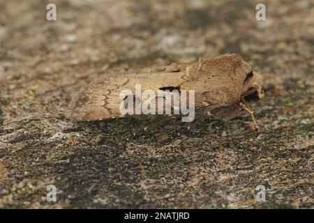 Gros plan détaillé sur un papillon de wainscot fraîchement sorti aux épaules, Leucania virgule sur un morceau de bois dans le jardin Banque D'Images