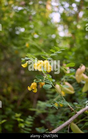 Colutea arborescens fleur et fruit gros plan Banque D'Images