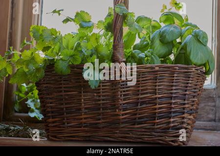 Plantes d'herbes mélangées dans un panier de fenêtre avec la lumière du soleil qui les shinning. Banque D'Images