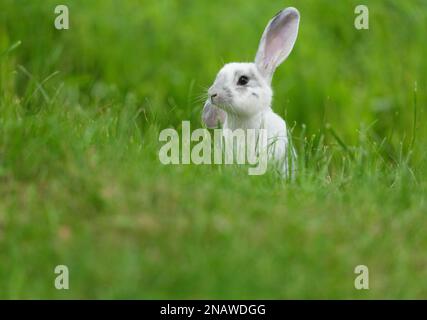 Petit joli lapin assis sur l'herbe. Lapin sur fond vert. Jour d'été Banque D'Images