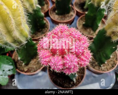 Pink Moon Cactus dans le pot. Gymnocalycium mihanovichii Banque D'Images