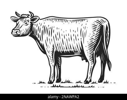 Pâturage de la vache, croquis. Illustration d'un animal de ferme dessiné à la main Banque D'Images