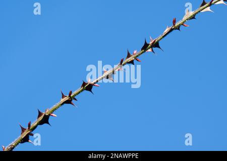 Les grandes pointes ou épines sur une tige d'hiver de wingthorn rose Rosa sericea omeiensis pteracantha dans le jardin britannique février Banque D'Images