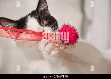 Chat jouant Banque D'Images