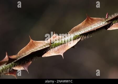 Les grandes pointes ou épines sur une tige d'hiver de wingthorn rose Rosa sericea omeiensis pteracantha dans le jardin britannique février Banque D'Images
