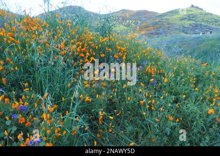 Superfloraison de fleurs sauvages à Walker Canyon, CA Banque D'Images