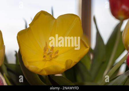 tulipes à l'intérieur. Colorfull poussant dans un vase. Banque D'Images