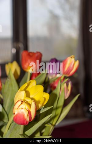 tulipes à l'intérieur. Colorfull poussant dans un vase. Banque D'Images