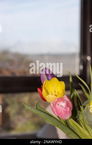 tulipes à l'intérieur. Colorfull poussant dans un vase. Banque D'Images