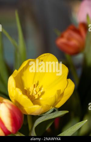 tulipes à l'intérieur. Colorfull poussant dans un vase. Banque D'Images