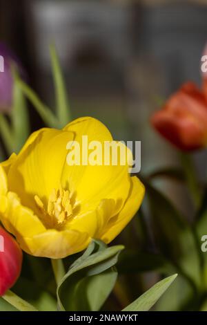 tulipes à l'intérieur. Colorfull poussant dans un vase. Banque D'Images