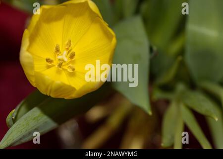 tulipes à l'intérieur. Colorfull poussant dans un vase. Banque D'Images