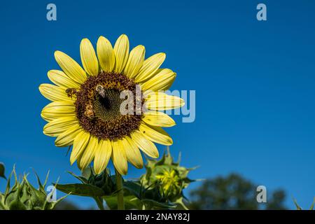 Les abeilles se nourrissent de la tête d'une plante de tournesol par un ciel bleu ensoleillé. Banque D'Images