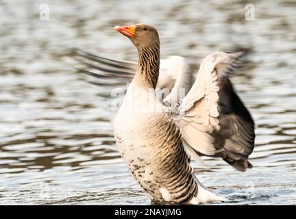 Berlin, Allemagne. 12th févr. 2023. 12.02.2023, Berlin. Une oie graylag (Anser anser) se dresse sur le Wannsee, rabats ses ailes et secoue son plumage. De plus en plus d'oies grises hivernent dans les climats nordiques, ce qui en fait des résidents plus ou moins permanents. La principale raison est probablement le changement climatique. Crédit: Wolfram Steinberg/dpa crédit: Wolfram Steinberg/dpa/Alay Live News Banque D'Images